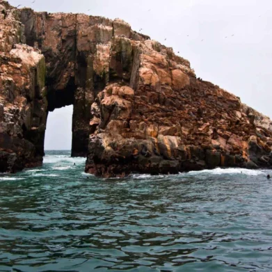 ISLA PALOMINO TOUR MEDIO DIA